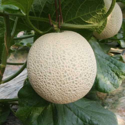 【7月出荷予定】アールスメロン白肉1玉（約1.6kg～2kg）専用箱入り