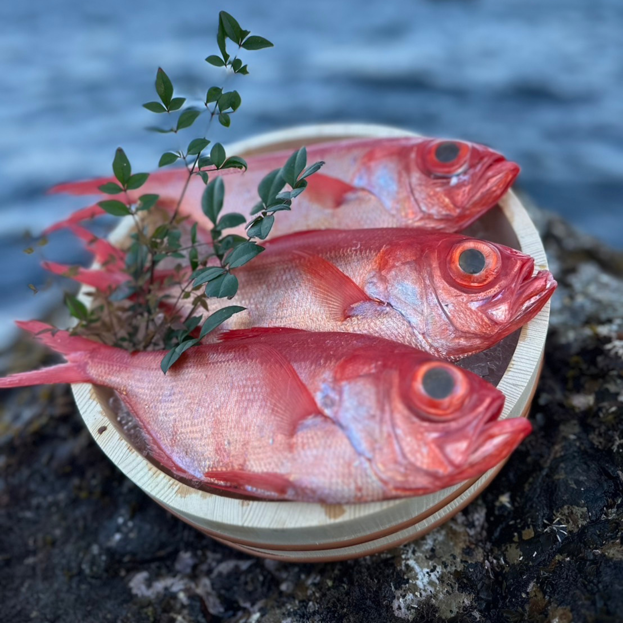 金目鯛の干物 1尾（常温保存可能品）